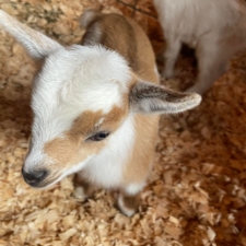 Scape Goat Farms W Butterscotch